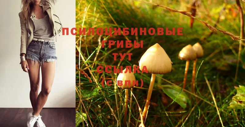 Галлюциногенные грибы Magic Shrooms  где найти наркотики  нарко площадка телеграм  Ессентуки 