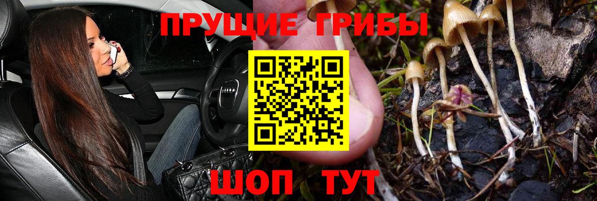 Псилоцибиновые грибы GOLDEN TEACHER  Ессентуки 